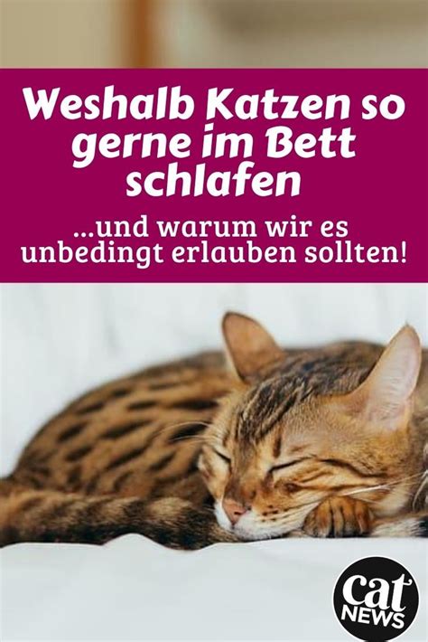 Aber seid ca einer woche wenn wir abends ins bett gehen, dann liegt sie meistens erst am bettende, liegt neben mir oder sitzt auf dem nachttisch. Weshalb Katzen so gerne im Bett schlafen und warum wir es ...