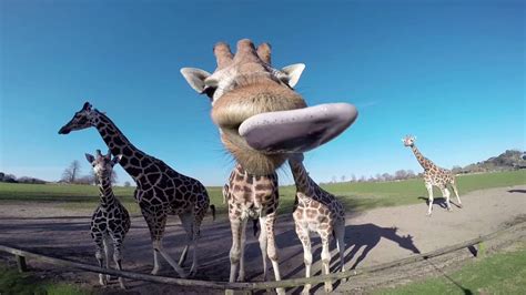 They're also endowed with emotions, feelings and the ability to have fun. Giraffe Licks Camera - YouTube