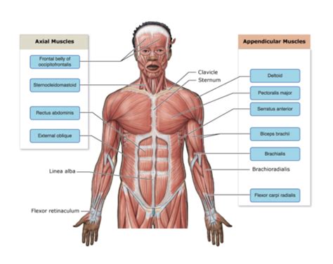 Human body joint anatomy charts. Arm Muscles Map - 11 04 04 Upper Limb Anatomy Kieran S ...