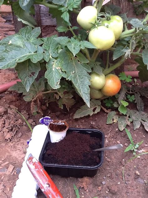 This organic and natural tomato and vegetable plant food is very good and feeds your plants very well without burning. Add to your soil | Vegetables, Soil, Tomato