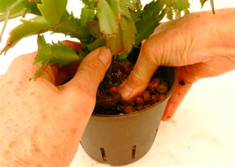 You don't want it to develop root rot. repotting christmas cactus into terraponic system