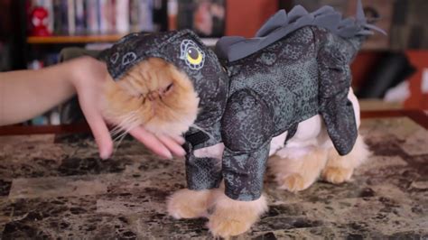 We did not find results for: My Cats Review Costumes - YouTube