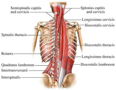Overview product description the muscles of the shoulder and back chart shows how the many layers of muscle in the shoulder and back are intertwined with the other relevant systems and muscles in adjacent areas like the spine and neck. Core Exercise - Supermans | No Excuses Health