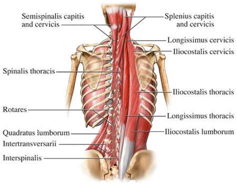 Tutorials and quizzes on the anatomy and actions of the back muscles (iliocostalis, longissimus, spinalis, multifidus, and quadratus lumborum), using interactive animations, diagrams, and illustrations. Core Exercise - Supermans | No Excuses Health