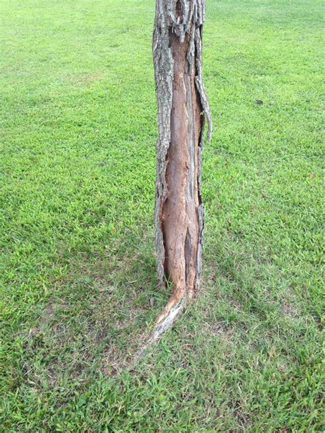 Although weeping willows and other salix species are susceptible to a variety of insect pests, most are simply an annoyance and will not cause an entire plant to die. diagnosis - Why is the bark falling off the base of my ...