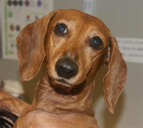 After being promised a visit from the uber puppies, the mamamia office has been left reeling. Adopt Winnie on | Dachshund lovers, Dachshund, Pets