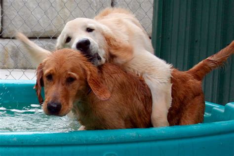 The owners of happy tails dog ranch live on the premises, so you can rest assured that your dog's needs will always be taken care of day or night. Happy Tails Pet Resort Reviews : Daycare Boarding And ...