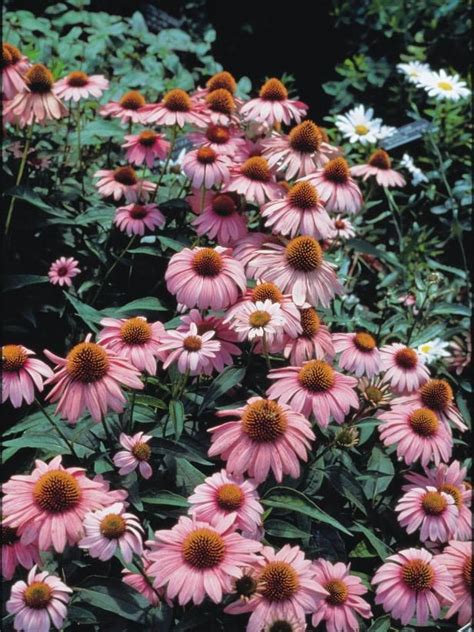 Enjoy flowers indoors or on the front porch with the help of planters and plant pots. The Best Flowers for Pots in Full Sun | HGTV | Perennials ...