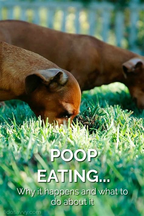Now that we know why dogs eat grass, let's examine if they actually should eat grass and how we can get our dogs to stop eating grass and plants. Pin on Dog Care