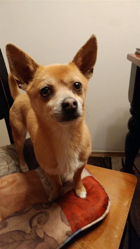 Find utah county, utah animal shelters, puppy dog and cat shelters, pet adoption centers, dog pounds, and humane societies. Chihuahua dog for Adoption in Salt Lake City, UT. ADN ...