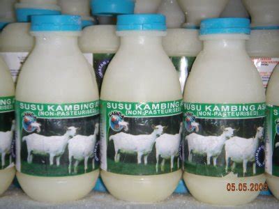 Susu kambing etawa mengandung sekitar 35% asam lemak lebih tinggi bila dibandingkan dengan susu sapi yang hanya memiliki 17%. Bicara: Kelebihan Dan Khasiat Susu Kambing
