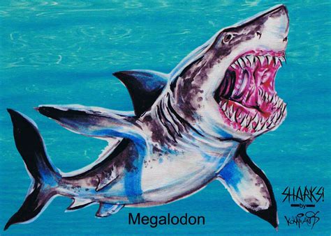Aug 16, 2021 · so, if the megalodon shark card offers the best value for money and it comes out to an approximate cost of £8.12 / $12.49 / €9.31 for every $1 million of in game funds, how much would it cost. Sharks! Jumbo Metal Card J-1 Megalodon (Attic Cards)