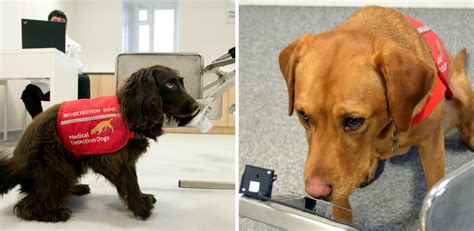 11 symptoms such as pallor,. Hospital researchers in trial to train dogs to detect ...