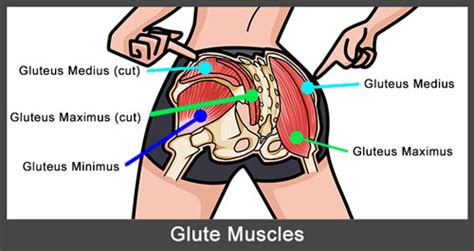 In human anatomy, the muscles of the hip joint are those muscles that cause movement in the hip. Hip Thrusts & Glute Bridges: How To Do Them & 20+ Variations