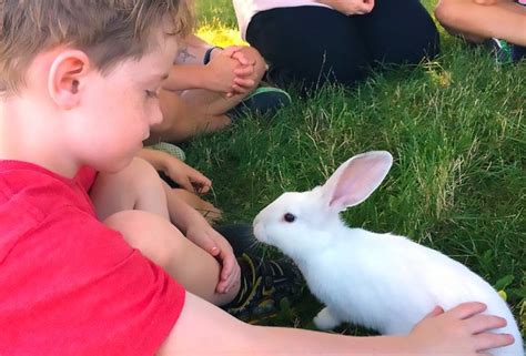 Open from april through october, the animal farm petting zoo features a safari train tour, pony rides, turtle train rides and shows. The Best Animal Farms and Petting Zoos on Long Island ...