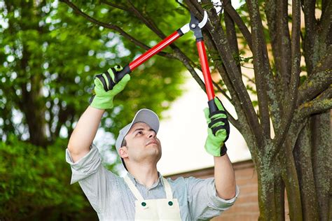 It isn't done just for shape and style, though. The Importance of Tree Pruning - Tree Health & Safety ...