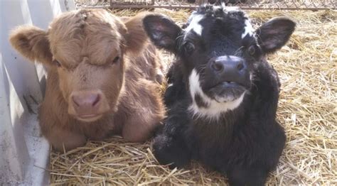 They're cute and small and they. There Are Fluffy Miniature Cows You Can Own As A Pet And ...