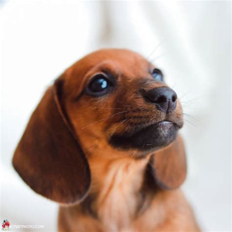 We would love to help make your cream dachshund puppy dreams come true! SOUTHERN CALIFORNIA DACHSHUNDS DOS DOXIES - Main