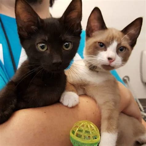 Kittens do not have specific names (you get to name them yourself.), so we put their parents' names there instead. Kitten & Cat Caretakers needed at the Katy PetSmart Cat ...