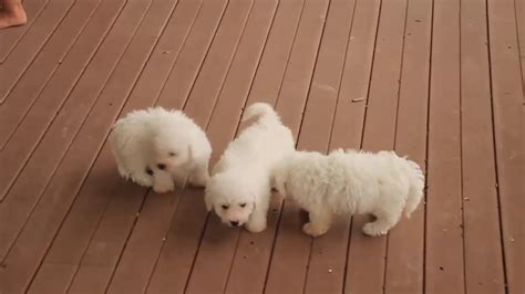 The bichon frise has origins in france. Bichon Frise Puppies For Sale - YouTube