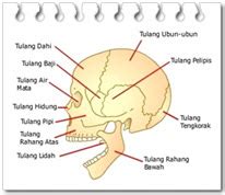 Maybe you would like to learn more about one of these? tematik kelas 5: Rangka Manusia