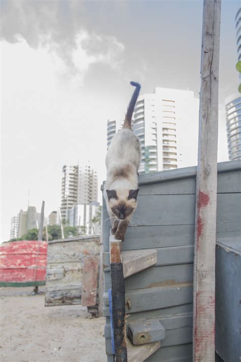 Fortaleza, ceará, brasilien 413 0. The Cat - Brasilien, Fortaleza (Ceará) Foto & Bild | fotos ...
