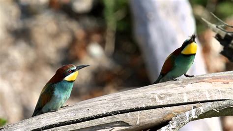 It has a wide range in summer, embracing practically the whole of europe and the mediterranean countries, part of. Sand Martin - Bird of the Year in Croatia - YouTube