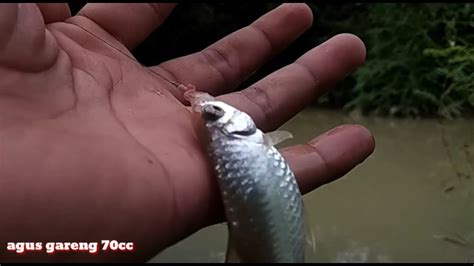 Sungai air keruh ist liegt in der nähe von kampung juara, nahe bei pasir juara. Mancing di air keruh... - YouTube