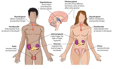 Cortisol is important to blood pressure regulation and the normal functioning of several body systems including cardiovascular, circulatory, and male reproduction. How Does The Endocrine System Affect The Excretory System