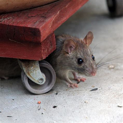 They are attracted to the warmth of the pilot lights, the food crumbs left in the stove, and the proximity to other food in the kitchen. Hiding Rat | Kristina Krause | Flickr