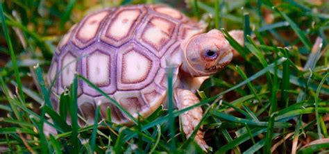 Where can you buy a russian tortoise? sulcata tortoise for sale buy baby sulcata tortoise ...