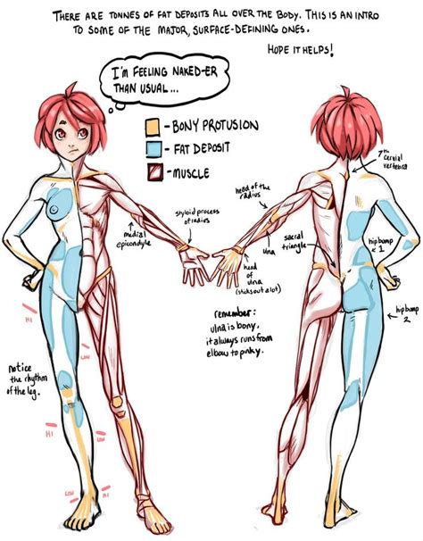 Moderate changes in the assumed muscle. Pin on Anatomy Studies