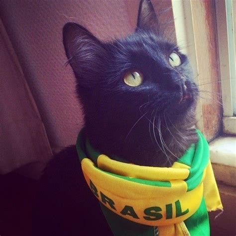 We have one in our herb garden and my cat loves it. "Love soccer, but I'm ready to eat now." -- World Cup Cat ...