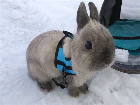 If you moderate or know of an animal subreddit that you'd like to promote, post it here and tell everybody about it! rabbits: the intelligent, loving, and often misunderstood pet