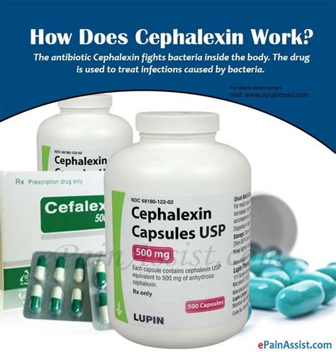 The dosages described in the dosage and administration section. How Does Cephalexin Work? | Upper respiratory infection ...