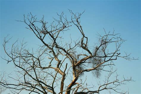 Vertical cracks or seams in a tree's trunk are generally a bad sign. How to Tell if a Tree Is Dead or Dying