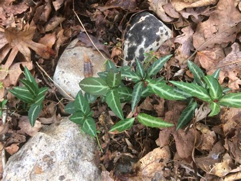 Pale gray bark, mid green foliage. May You Bloom and Grow: Native Plant Species to Notice Now ...