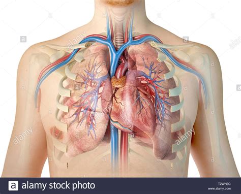 Cartoon creation set with various views front, side, back. Rib Cage Heart Lungs High Resolution Stock Photography and ...
