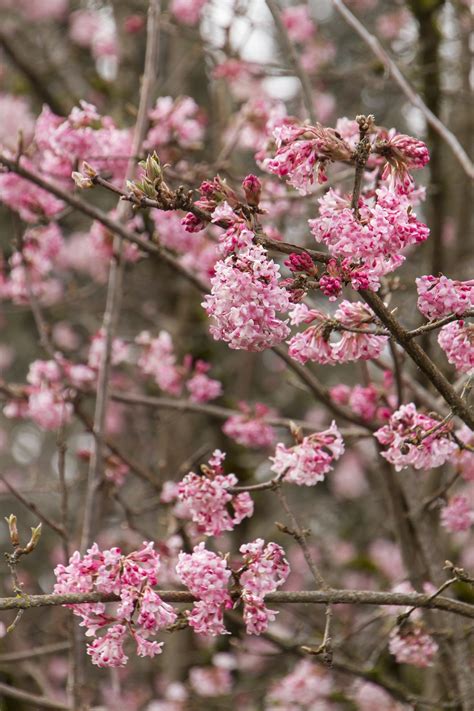 Check spelling or type a new query. Beautiful Winter Plants and Flowers That Survive the Cold ...