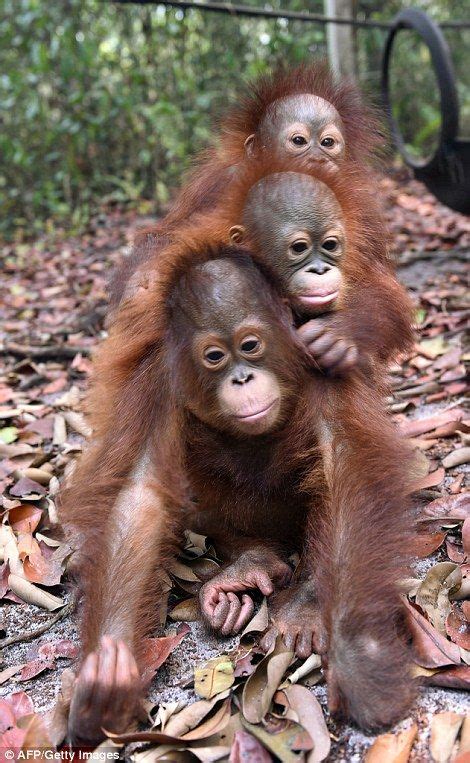 A subreddit celebrating the cuteness all around us (and all around the internet). Cute Indonesia Animals / Animais em extinção : Cat malai ...