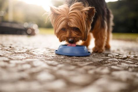 Sadly, she had a rough life up until we got her, she had a skin allergy and was underweight. How to Treat Chocolate Poisoning in Dogs