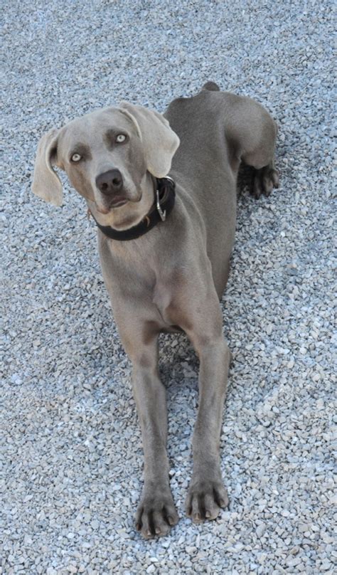 The standard weimaraner colors are grey or silver. Weimaraner Wallpaper -- HD Wallpapers of Weimaraner ...