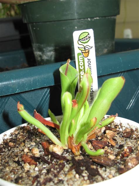 Although, world wide cultivation has made this less helpful for. The Pitcher Plant Family pictures! - FlyTrapCare Forums