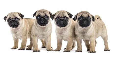 Find pug puppies and breeders in your area and helpful pug information. #1 | Pug Puppies For Sale In Houston TX | Uptown Puppies