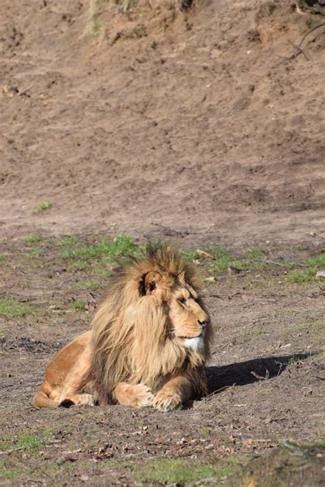 Safaripark beekse bergen met korting. Safaripark De Beekse Bergen - Nienhuis in de bocht