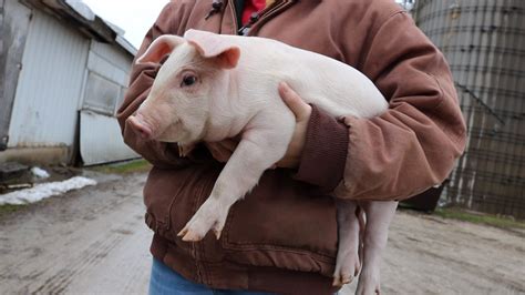 Previously, corey worked in a similar role at espn. Two student-athletes work tirelessly to maintain family farm - Observer