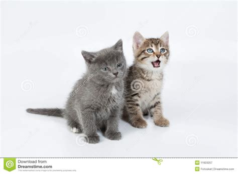 Three little kittens is an english language nursery rhyme, probably with roots in the british folk tradition. Little Kittens Royalty Free Stock Photography - Image ...