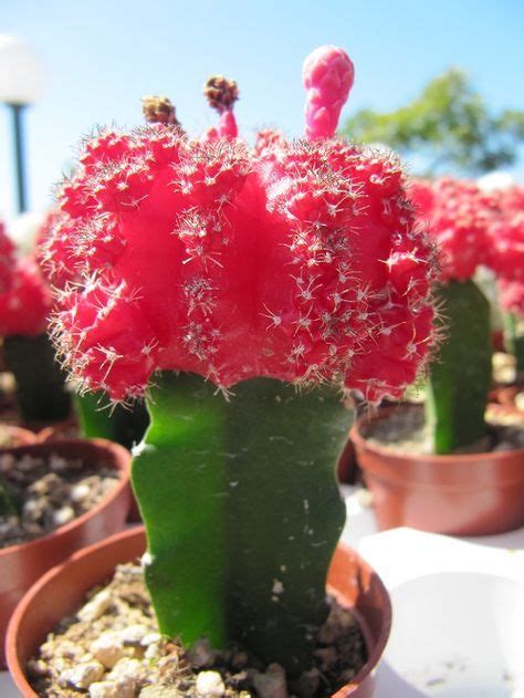 The flower that only blooms one night a year. How to care for Moon Cactus. They only live for a few ...