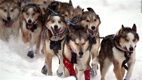 Which tv channel will telecast the westminster kennel club dog show 2021? Iditarod: The legendary sled dog race going ahead amid the ...