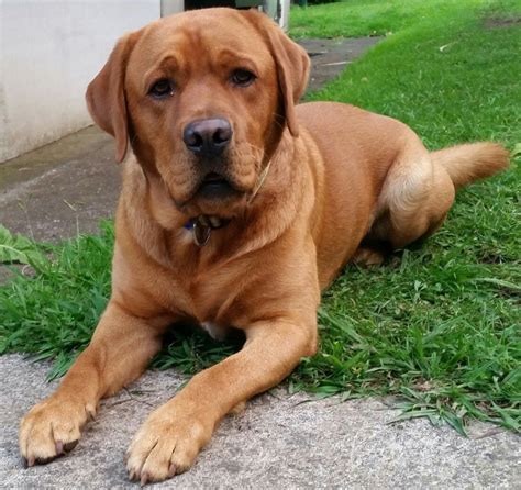 Many of our labs are sold to homes in the states of minnesota (mn), wisconsin (wi), iowa (ia). Fox Red Lab Puppies California